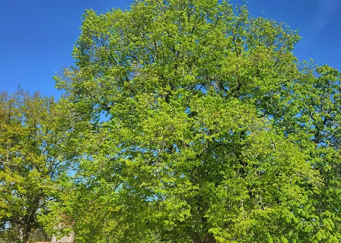 בית נופש Du Paradis Perdu Saint-Hilaire-de-Talmont